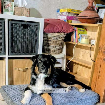 Photo 1/1 Chien retrouvé Perdu à Mieussy