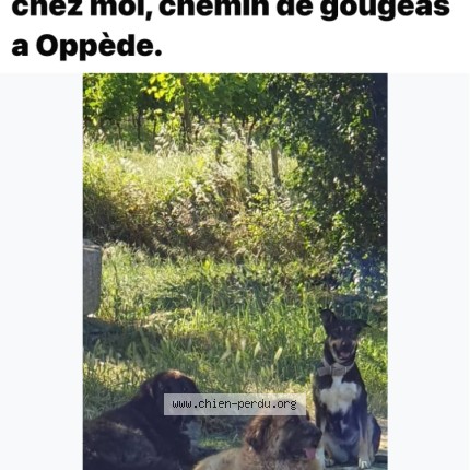 Photo 1/1 Chien trouvé Trouvé à Oppede