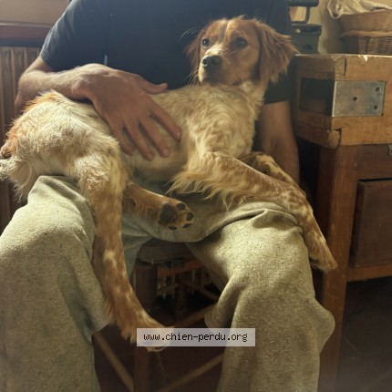 Photo 1/1 Chien trouvé Trouvé à St Sulpice D Auteuil Crecy