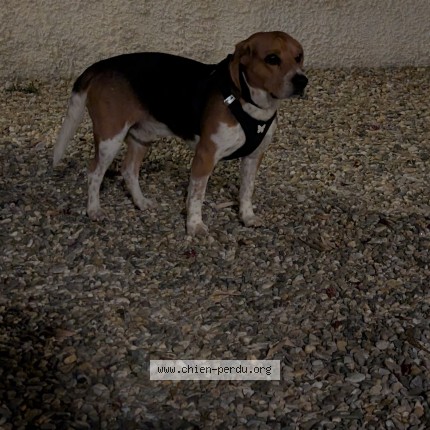 Photo 1/1 Chien trouvé Trouvé à Le Grau Du Roi