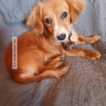 Photo de chien trouvé à Toulenne