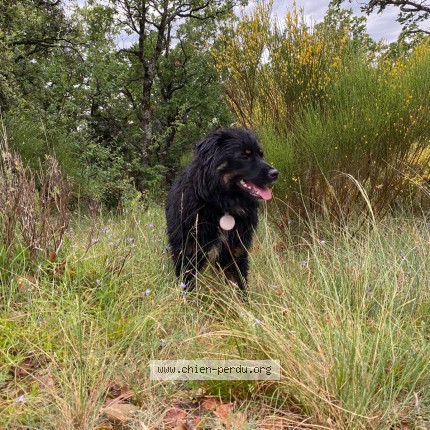 Photo 1/1 Astone Chien perdu à Digne Les Bains