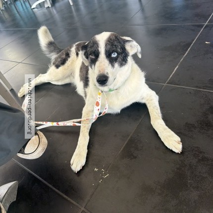 Photo de chien trouvé à Ajaccio