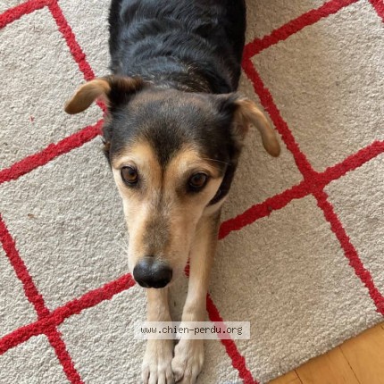 Photo 1/1 Remus Chien perdu à Montreal