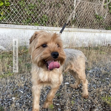 Photo de chien trouvé à Les Eglisottes
