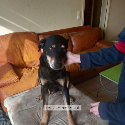 Photo 1/1 Chien retrouvé Perdu à Kerien