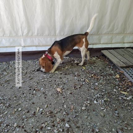 Photo 1/1 Chien trouvé Trouvé à Calmont