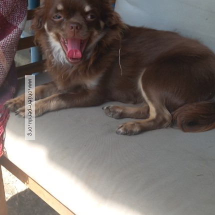 Photo 1/1 volt Chien perdu à Chasne Sur Illet