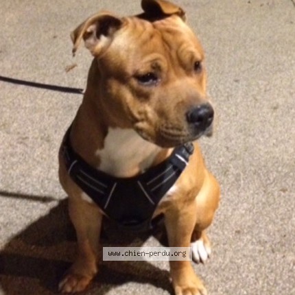Photo de chien perdu à Genevilliers