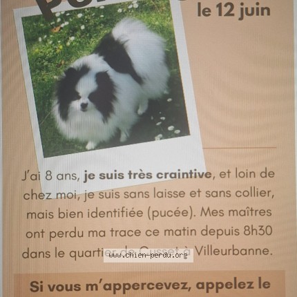 Photo 1/1 lilli Chien perdu à Cusset