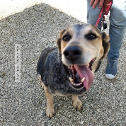 Photo 1/1 Chien retrouvé Trouvé à Taillebourg