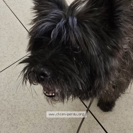 Photo 2/2 Chien retrouvé Trouvé à Feyzin