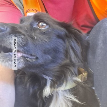 Photo 1/1 Chien retrouvé Trouvé à Missy Sur Aisne