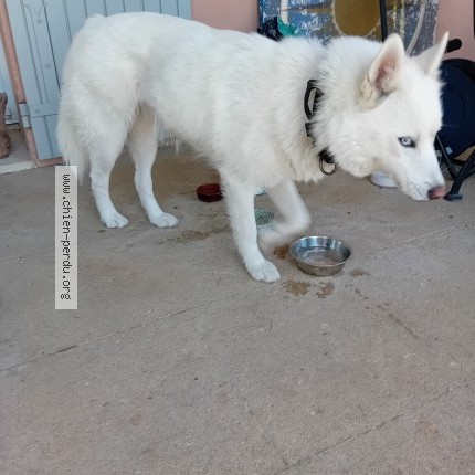 Photo 1/1 Chien retrouvé Trouvé à Lioux