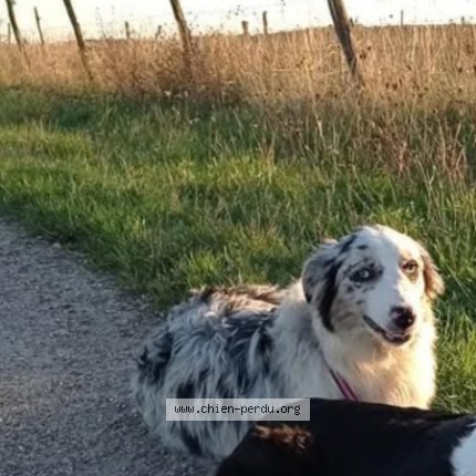 Photo 1/1 Chien retrouvé Perdu à Beaulieu Sous La Roche