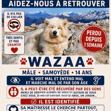 Photo 1/1 Wazaa Chien perdu à Laburgade