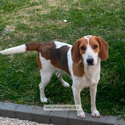 Photo 1/1 matoune Chien perdu à Chatuzange Le Goubet