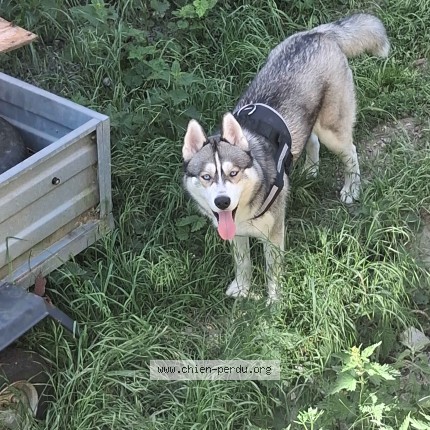 Photo 1/3 Chien retrouvé Perdu à Agny
