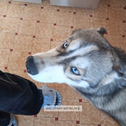 Photo 2/3 Chien retrouvé Perdu à Agny