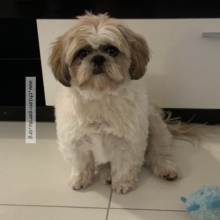 Photo 1/1 comete Chien perdu à Villers Bocage