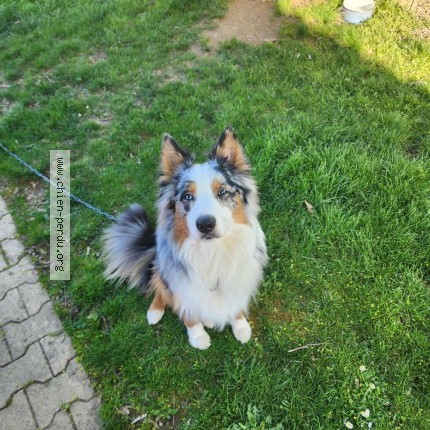 Photo 1/1 Vaïko Chien perdu à Ytrac