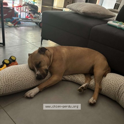 Photo de chien perdu à Les Salelles