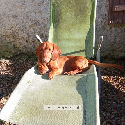 Photo 1/1 pampa Chien perdu à Faye D Anjou
