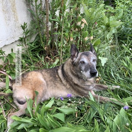 Photo 1/1 Chopper Chien perdu à Laigneville