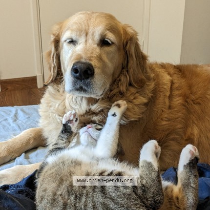 Photo 1/1 Chien retrouvé Perdu à Luche Pringe