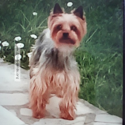 Photo 1/1 nane Chien perdu à Amilly
