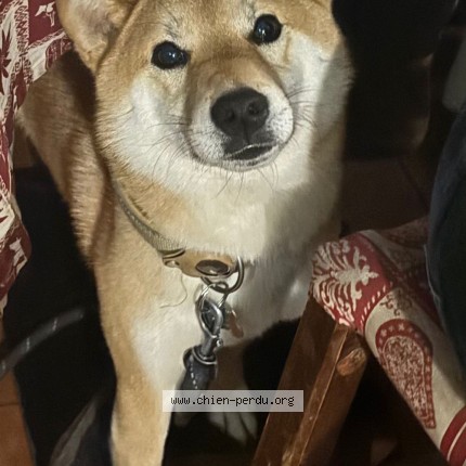 Photo 1/1 Chien retrouvé Perdu à Nice