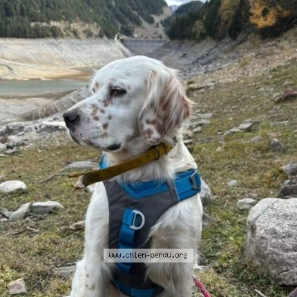 Photo 1/1 Chien retrouvé Perdu à Saint Martin D Armagnac