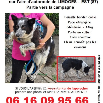 Photo 1/1 Eli Chien perdu à Limoges