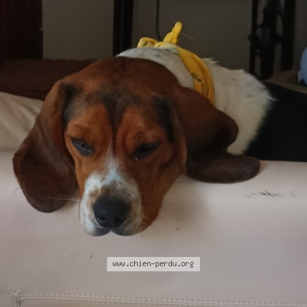 Photo de chien perdu à Brianconnet