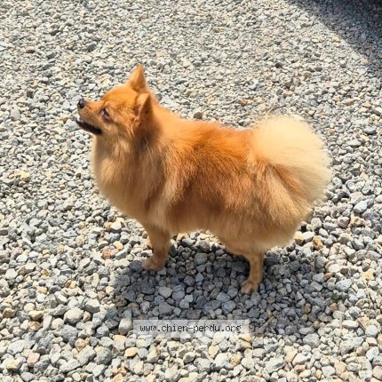 Photo 3/3 Volf Chien perdu à Sainte Anne