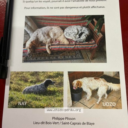 Photo 1/1 Nay Chien perdu à Val De Livenne