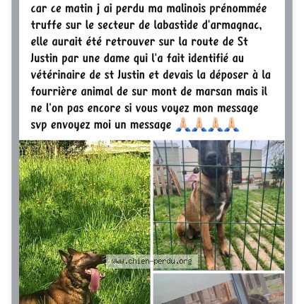 Photo 1/1 Truffe Chien perdu à Labastide D Armagnac