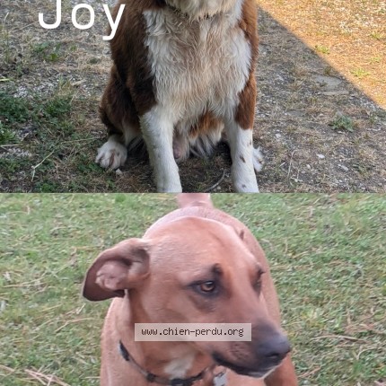 Photo 1/1 Chien retrouvé Perdu à Montferrand