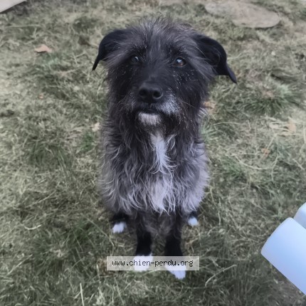 Photo 2/2 Chien retrouvé Perdu à Auxerre