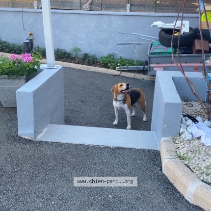 Photo 1/1 Chien retrouvé Trouvé à Roanne