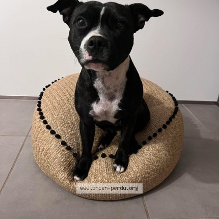 Photo de chien perdu à St Foy De Perolyere