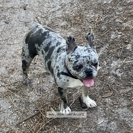 Photo 1/1 Chien retrouvé Perdu à Gujan Mestras