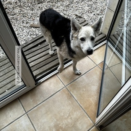 Photo 1/1 Chien retrouvé Trouvé à Assat