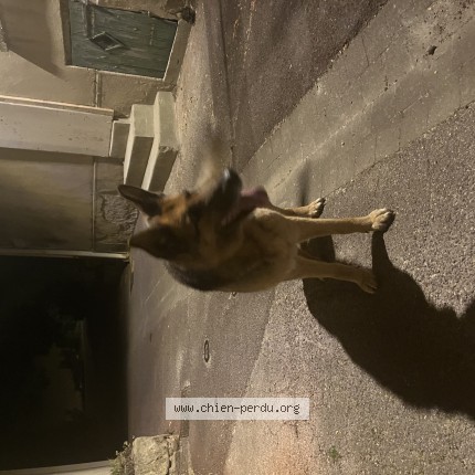 Photo de chien trouvé à Peynier