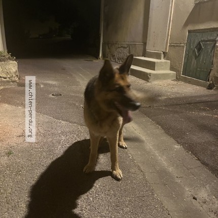 Photo 1/1 Chien trouvé Trouvé à Peynier