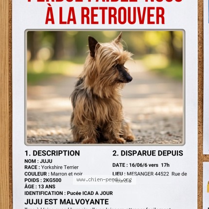 Photo 1/1 Chien retrouvé Perdu à Mesanger