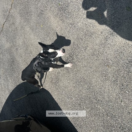 Photo de chien trouvé à St Louis