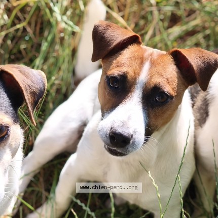 Photo 1/1 Chien retrouvé Perdu à L Abergement Sainte Colombe
