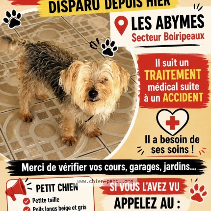 Photo 1/1 George Chien perdu à Les Abymes