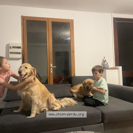 Photo 1/1 Pita Chien perdu à Blagnac